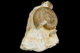 Jurassic Ammonites (Stephanoceras) - Fresney, France #177613-2